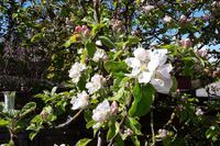 Obstbl&uuml;te-Anfang-Mai